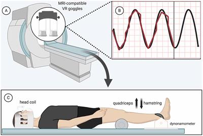 Neural Correlates of Knee Extension and Flexion Force Control: A Kinetically-Instrumented Neuroimaging Study